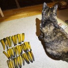 Vintage Crown Sheffield Carving Bakelite Catalin Horn Handles  917gr