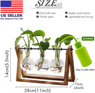 Plant Terrarium With Wooden Stand  Air Planter Bulb Glass Vase Metal Swivel Hold