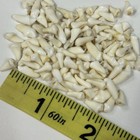 Lot Of 100 Assorted Small Coyote Teeth Real Cleaned Taxidermy Weird Goth  2481