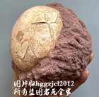 Unique Segnosaur Dinosaur Egg Crystallized Jurassic Cretaceous Collections