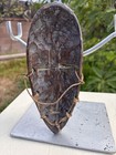 Lega Mask Drc 8 5    African Art 
