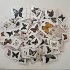 Real Butterfly Specimens Random Mix Pack 20 Pcs Spread Wings Insect Collection