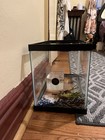 Aqueon Pro Glass Aquarium Tank Only 5 5 Gal Rectangle 16 125 In Wide
