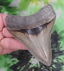 Megalodon Sharks Tooth 4 1 8  Inch No Restorations Very Nice Fossil Teeth