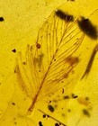 Fossil Amber Burmese Cretaceous  Myanmar Dinosaur Feather