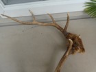 Matched Set Elk  Antlers Deer Horns Sheds Mount Wall Decor Knife Handles