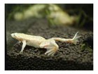 5 Pack Gold African Dwarf Frogs Med  hymenochirus Boetgeri Gold  Live Fish