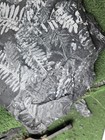Big Museum Quality Carboniferous Fern Fossil Saint Clair Pennsylvania Mine Pa