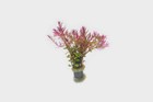 Rotala Myanmar - 10  Rooted Stems - Lead Bunch - Live Aquarium Plants 