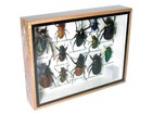 Real Insect Taxidermy Display Framed Box Butterfly Art Decor Gift Collection  24
