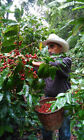 2 Lb 5 Lb 10 Lb Honduras Fresh Roasted Single Origin Coffee Beans - Arabica