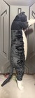 2025 Ucc Exclusive Crazy Kitten 20    Standing Cat Plushy Black White New