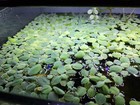 8 Dwarf Water Lettuce Plants -live Aquarium Plant