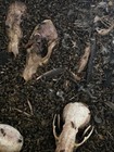 Dermestid Beetle Colony 5 000 Plus Quality Bugs From Ny State Pest Free