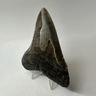 Megalodon Shark Tooth 4 13 Inch - Beautiful - Real Fossil - Natural Teeth 20244