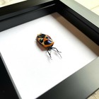 Man Face Stink Bug  eucorysses  Nigripes  Deep Shadow Box Frame Display Insect