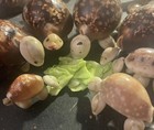 Vintage Cowrie Sea Shell turtle Family 3 Adults 3 Babies 