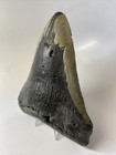 Megalodon Shark Tooth 6 05 Inch Giant - Authentic Fossil - Natural - Real 14014