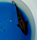 12in Ginrin Chagoi 3m5m  Huge Koi Japanese Imported Live Koi Fish    Huge Koi