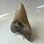 Megalodon Shark Tooth 4 90 Inch - Amazing - Serrated Fossil - Authentic 20379