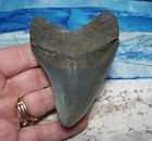 Megalodon Shark Tooth 3 1 8  Sharks Teeth Big Jaw Fossil Real Blue Serrated Meg