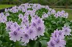 Seachem Flourish Advance Water Plant Growth Supplement Pond Aquarium Fast Ship