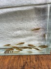 14 Least Killifish Unsexed
