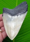 4 76    Megalodon Tooth Real  Fossil   - No Restorations 