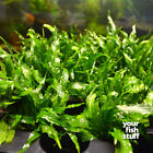 Java Fern Microsorum Pteropus Live Aquarium Plant   buy 1 Get 1 50  Off  