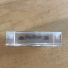 Encased Scorpion Decoration