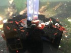 8 2 Red Cherry Shrimp  neocaridina Davidi 