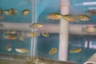 Florida Flagfish  jordanella Floridae      Live American Killifish  Algae-eating