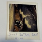 Vintage Polaroid Photos Pigs Piglets Newborn Litter Cute Found Art Snapshot Farm
