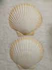 Original Jumbo Xl Sea Scallop Shells Lot 2  About  6 Inches Trinkets Crafts Dish