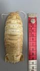 Bathynomus Doederleini Taxidermy Deep Sea Floating Isopod   Cleaned And Filled