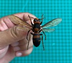 4 Real Yellow-vented Hornet Bee Beetle Taxadermy Pinned Dried Insect Specimens