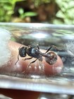 Queen Ant - Pogonomyrmex Rugosus W eggs Rare  -  feeder Insect 