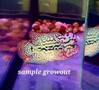 Super Vip King Kamfa F2 Flowerhorn 1 3 To 1 5  Inch  Import From Thailand