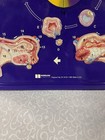 Vintage Hubbard Scientific Menstrual Cycle Display 18  By 24  1999