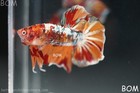Live Betta Male Giant Orange Red Galaxy Koi Halfmoon Hm   Bom-b412