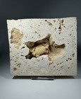 1 25 Inch Travertine Crab Fossil From Turkey  Fossil Travertine Crab Potamon