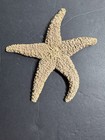 Natural Dried Starfish Sea Star Specimen Coastal Beach Nautical Decor