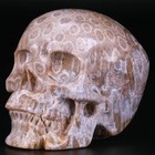 3 0  Coral Fossil Jasper Carved Crystal Skull  Realistic  Crystal Healing