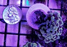 Wysiwyg 1 Head Yellow Gold Branching Hammer Coral Live Frag - Free Ship