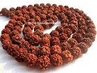 20 Mm 5 Mukhi Rudraksha Face Rudraksh Mala Nepal 109 Beads Prayer Yoga-energized