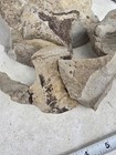 3 Mosasaur Clidastes Vertebrae In Matrix Still Excavation Tx Ozan Fossil 1