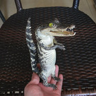 3 Pcs Real Crocodile Taxidermy Specimen Rare Decor Stuffed Craft