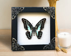 Real Butterfly Framed Collections Wall Hanging Decor Dead Insect Shadow Box