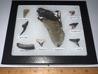 Megalodon Era Shark Teeth Collection Framed Labeled Fossil Shark Tooth Lot 