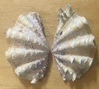 Fluted Giant Clam Shell    tridacna Squamosa    95mm 3 5    Orange Philippine Cracked